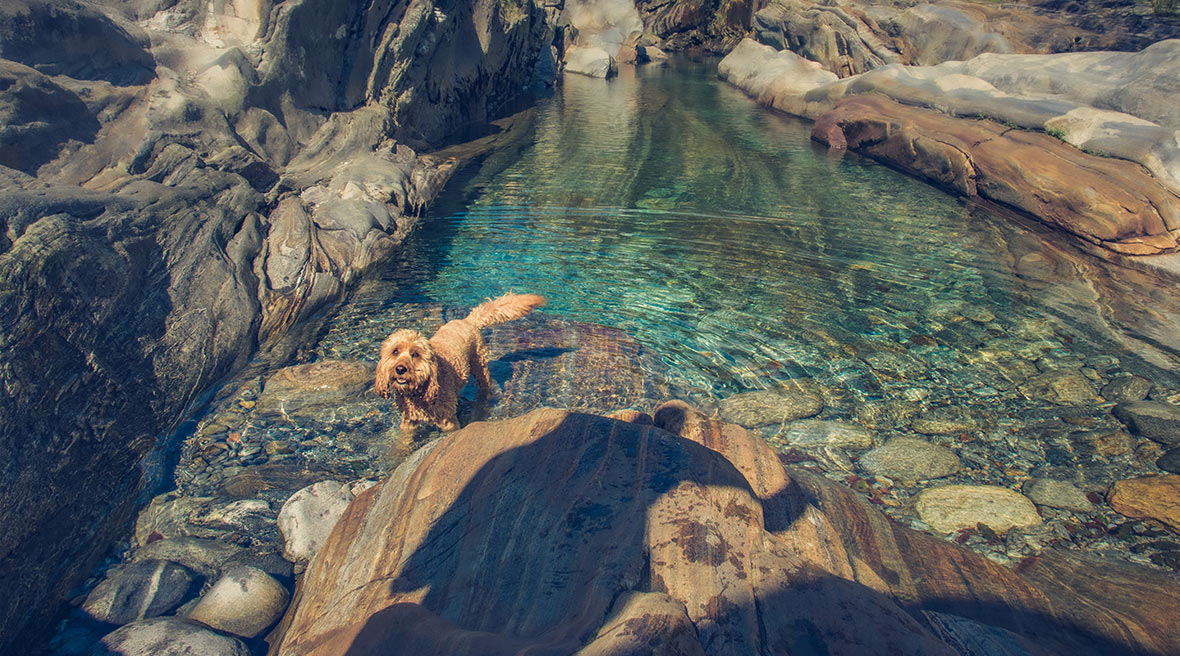 A Cockapoo dog stands in a clear rock water pool, looking up towards the camera.